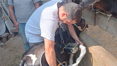 مصابة بالفتاق.. القصة الكاملة لبقرة البحيرة المبروكة