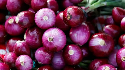 الحكومة تكشف حقيقة التراجع عن حظر تصدير البصل لمدة ثلاثة أشهر