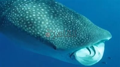 بهلول طلع تاني.. القرش الحوتي يظهر من جديد في سواحل مرسى علم| صور وفيديو 