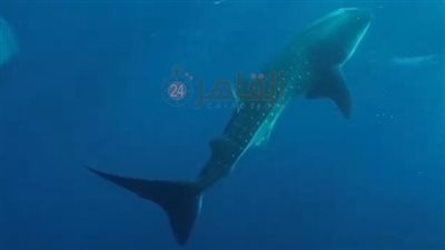 مسالم ومهدد بالانقراض.. ظهور جديد للقرش الحوتي بهلول بسواحل مرسى علم | بث مباشر