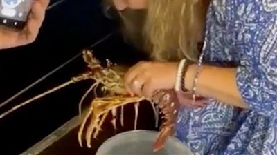 ظلت تداعبه.. سائحة تطلب من مطعم إحضار سلطعون قبل طهيه لإعادته إلى البحر 