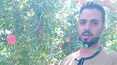 الأشجار عمرها 20 سنة.. فرحة المزارعين ببدء موسم حصاد الرمان بأسيوط | بث مباشر 