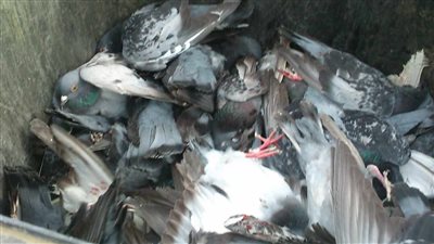 قرار محكمة بمنع صيد الحمام في نادي الصيد.. وإحدى العضوات: عملنا حملة.. ورفعنا الدعوى من 2019 