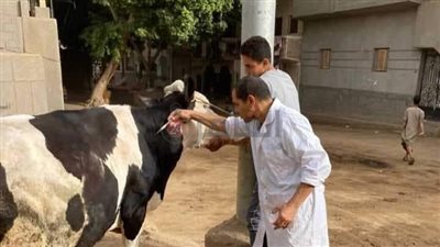 السبت.. انطلاق الحملة القومية لتحصين الماشية ضد مرض الجلد العقدي بالمنيا