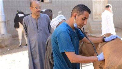 بيطري المنيا: بدء الحملة القومية الثالثة لتحصين الماشية اليوم