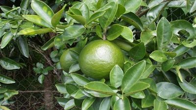 ماذا يحدث لجسمك عند تناول البرتقال الأخضر؟.. تعرف على الإجابة