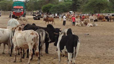 بعد ورود رد المفتي.. مد أجل النطق بالحكم على تاجر ماشية بتهمة إنهاء حياة صديقه لجلسة 7 أكتوبر