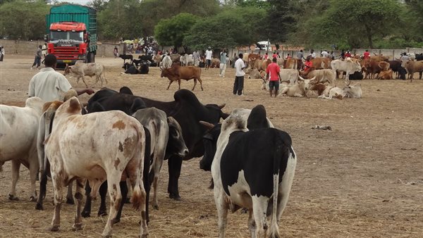 تاجر ماشية - تعبيرية