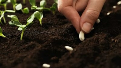بريطانيا تنجح لأول مرة في زراعة الفاصوليا
