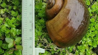 الصحة الأمريكية تحذر من تفشي قواقع غازية تحمل مرضًا خطيرًا