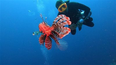 سمكة الديك تظهر بمرسى علم.. تنتمي لعائلة البومة وتغير شكلها حسب البيئة المحيطة| صور وفيديو