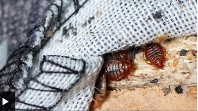 بق الفراش يغزو مدينة الحب والفرنسيون في هلع ويلقون أمتعتهم من النوافذ | ماذا يحدث في باريس؟