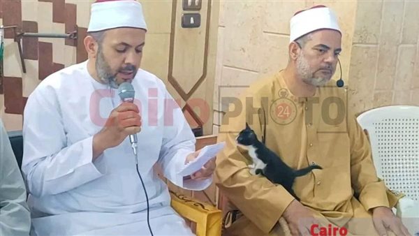 صعود قطة على كتف