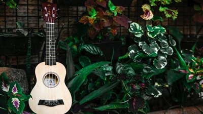 دراسة: الموسيقى تؤثر على نمو النباتات بنسبة 10%