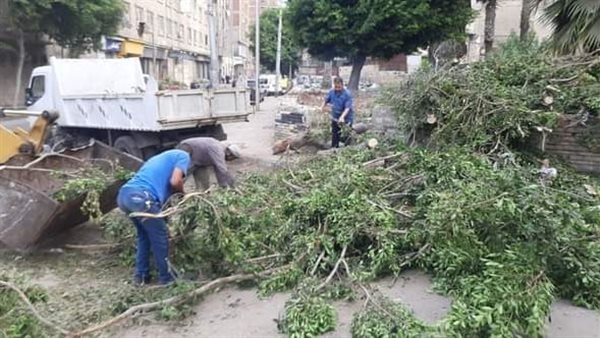 سقوط شجرة في الإسكندرية