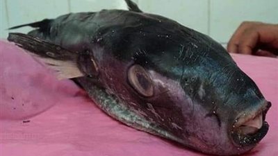 تحتوي على سم فتاك.. البيطريين تحذر المواطنين من سمكة الأرنب القاتلة | صور 