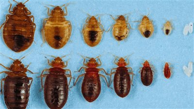 تفسير رؤية البق في السرير في المنام للمتزوجة.. تجنب إثارة الفتن