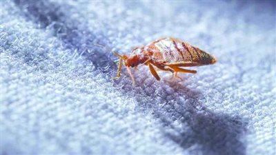 أول تعليق من الصحة على انتشار حشرة البق بين طلاب مدرسة لغات بالقاهرة