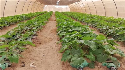 مشروع وادي حوضين بشلاتين يحصد المركز الأول للمشروعات الخضراء الذكية المستدامة