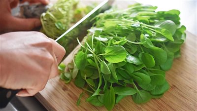 فوائد الجرجير.. 9 منافع يقدمها للنساء منها نمو الشعر