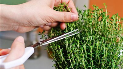 فوائد الزعتر لصحة الجسم في الشتاء.. تعرف عليها