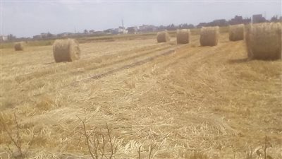 الزراعة: منظومة تدوير قش الأرز نجحت في جمع مليون و703 ألف طن