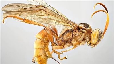 كمصاصي الدماء.. علماء يكتشفون دبورا طفيليا جديدا يشبه الكائنات الفضائية