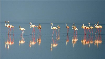 اليوم العالمي للطيور المهاجرة.. تعرف على عدد مرات الاحتفال في السنة