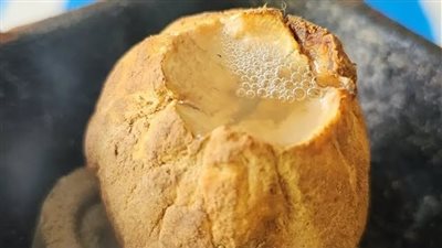 كنز من الصحراء.. تعرف على فوائد الفقع التي تحدث عنها النبي وأضراره 