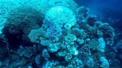 رصد أماكن جديدة مصابة بإبيضاض الشعاب المرجانية بالبحر الأحمر| صور وفيديو