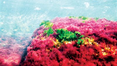 علماء يكتشفون مواد في الطحالب الحمراء مضادة لـ فيروس كورونا