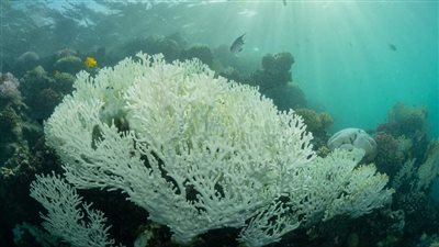 بعد إصابتها بالابيضاض.. أستاذ علوم البحار: اختفاء الشعاب المرجانية من العالم نهاية القرن الحالي