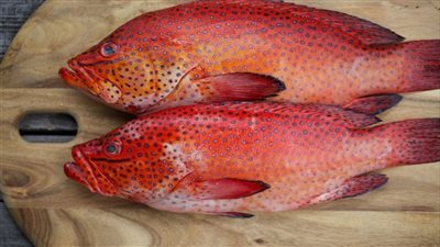 سعر الواحدة 300 جنيه.. سمك الهامور النادر يزين أسواق بورسعيد | بث مباشر