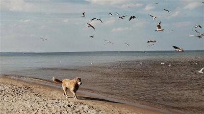 دراسة: طفيل الليشمانيا ينتقل إلى الإنسان بواسطة الكلاب الواردة من الخارج