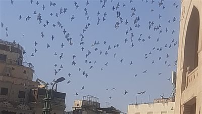 أسراب الحمام حاضرة في مظاهرات الجامع الأزهر لدعم الشعب الفلسطيني وغزة 