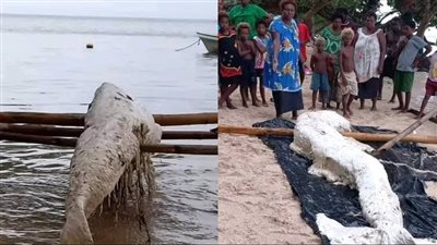 ظهور مخلوق غامض يشبه حورية البحر بـ غينيا الجديدة