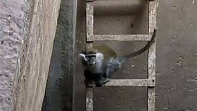 فوجئوا بحركة غريبة.. قرد يتسلل إلى معابد الكرنك في مشهد طريف