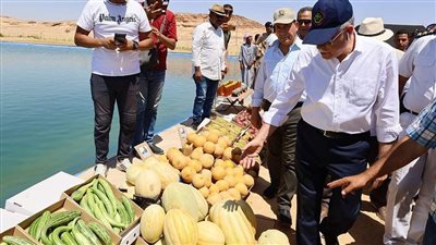 الأرض تحولت إلى ذهب.. أولى المزارع تحقق إنتاجًا وفيرا من الخضر والفاكهة بجنوب سيناء