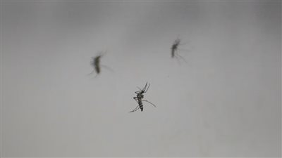 بعد رصد 8 حالات بالهند.. أعراض وطريقة الوقاية من فيروس زيكا