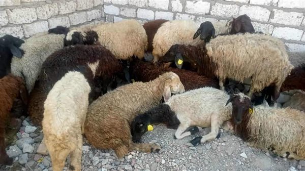 من مشروعات تضامن