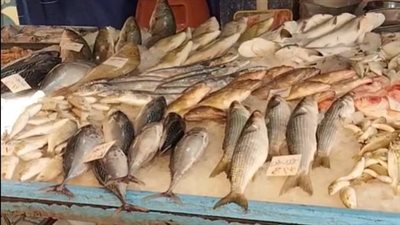 أسعار الأسماك اليوم الاثنين 4 ديسمبر 2023 في الأسواق 