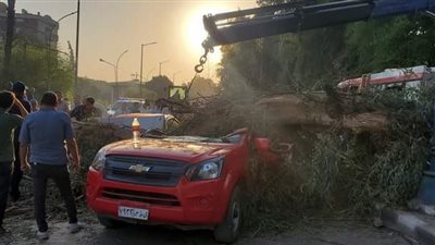 مصرع شخص إثر سقوط شجرة على سيارتين بأسيوط | صور 