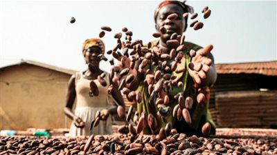 تراجع جديد بإنتاج الكاكاو في غرب إفريقيا يُبقي على ارتفاع الأسعار عالميًا