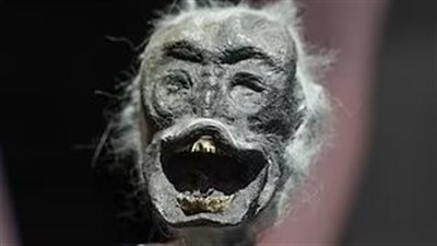 علماء يفحصون حورية بحر غريبة لها وجه بشري وذيل سمكة باليابان