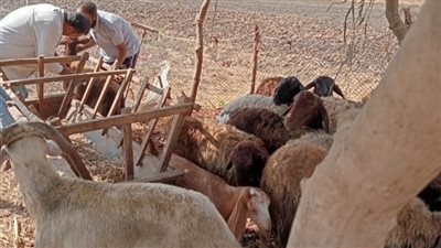 بيطري الغربية: تحصين 45 رأس أغنام ضد مرض الطاعون 