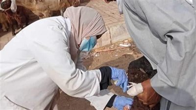 بيطري المنيا ينظم قافلة مجانية بقرية دير البرشا في مركز ملوي اليوم