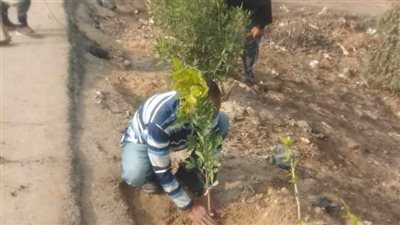 زراعة 84 شجرة مثمرة وأخرى للزينة بالطريق الدائري في مطاي بالمنيا