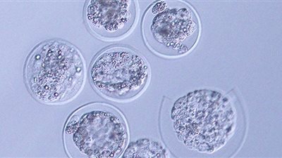 لأول مرة.. العلماء ينجحون في زراعة أجنة فئران بالفضاء