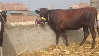 الكيلو القائم يبدأ من 95 جنيهًا.. أسعار المواشي والأغنام في سوق بني سويف | بث مباشر
