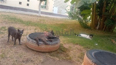 ولادنا مرعوبين.. أولياء أمور مدارس المتفوقين STEM بالمعادي يستغيثون: القطط والأبراص في كل مكان